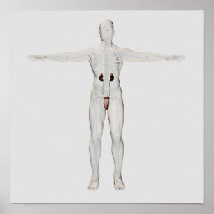 Poster ilustração 3D do sistema reprodutivo masculino 2