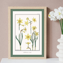 Poster Ilustração Amarela Daffodils Verneuil
