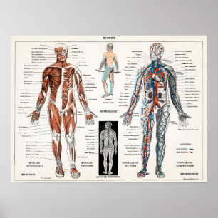 Poster Ilustração Anatômica do Vintage