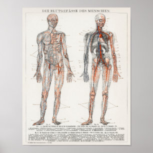 Poster Ilustração Anatômica do Vintage