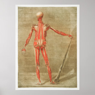Poster Ilustração Anatômica do Vintage