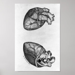 Poster Ilustração Anatômica Vintage
