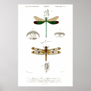 Poster Ilustração animal da safra de libélulas