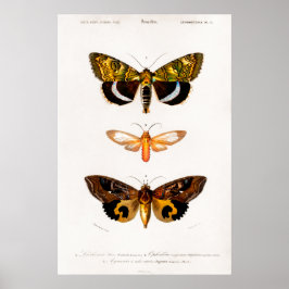 Poster Ilustração animal de safra das mariposas
