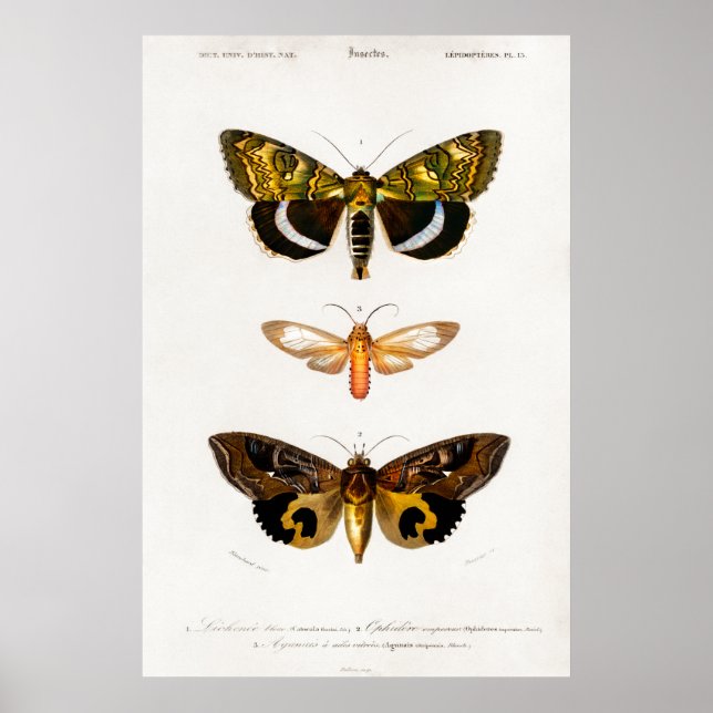 Poster Ilustração animal de safra das mariposas (Frente)