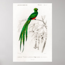 Poster Ilustração animal de uma Pavonina quetzal