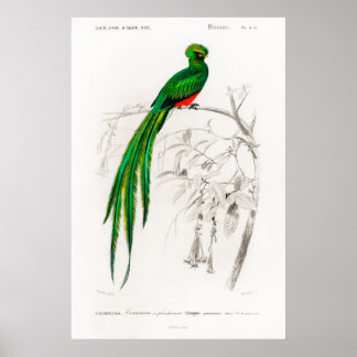 Poster Ilustração animal de uma Pavonina quetzal