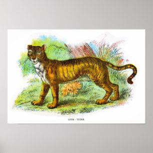 Poster Ilustração Animal Vintage Liger Ou Lion Tiger