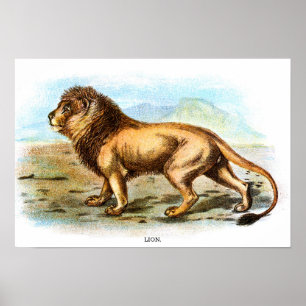 Poster Ilustração Animal Vintage Lion