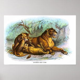 Poster Ilustração Animal Vintage Lioness And Cubs