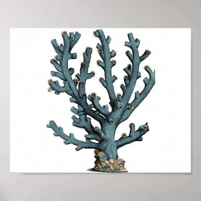 Póster Ilustração Antica de Coral do Mar (Frente)