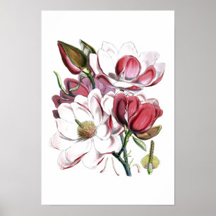 Poster Ilustração Antiga do Flor Branco Magnolias Vinta