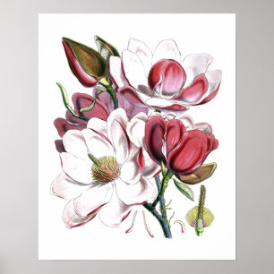 Poster Ilustração Antiga do Flor Branco Magnolias Vinta