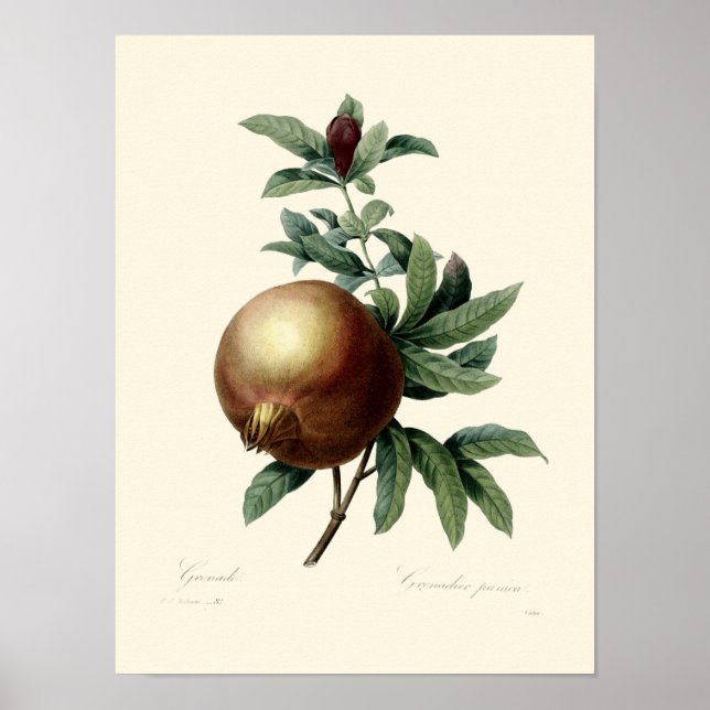 Poster Ilustração Antiquada de Pomegranato da Era Vitoria (Frente)