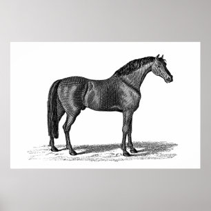 Póster Ilustração árabe do cavalo dos 1800s do vintage
