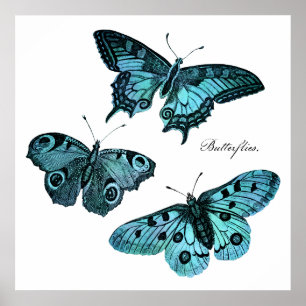 Póster Ilustração azul da borboleta da cerceta do vinta