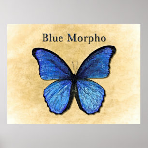 Póster Ilustração azul de Morpho