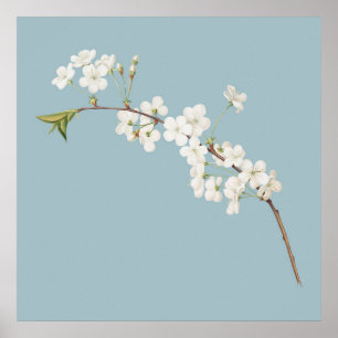 Poster Ilustração Botânica