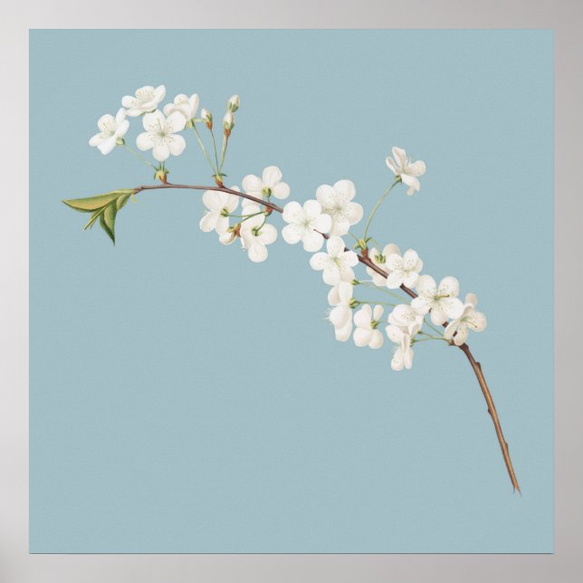 Poster Ilustração Botânica (Frente)