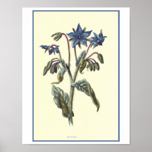 Póster Ilustração Botânica "Borage"