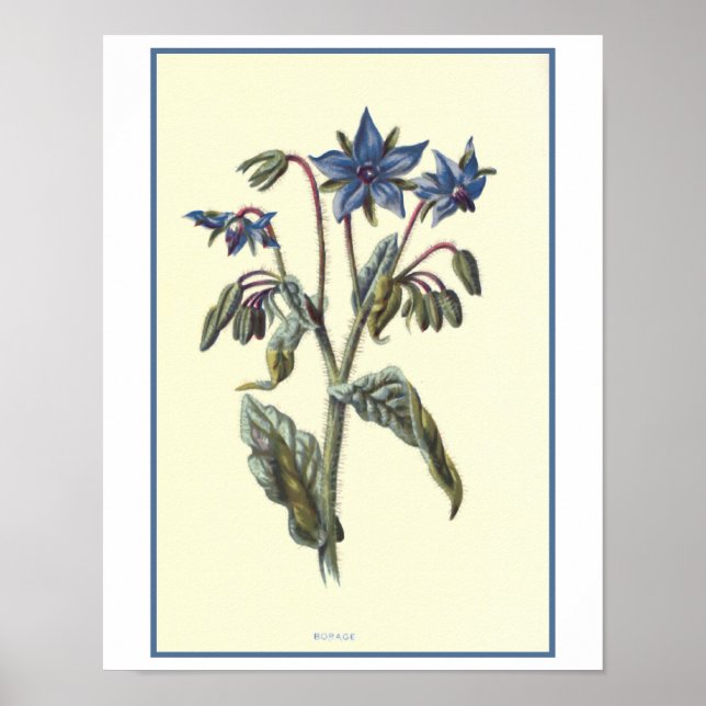 Póster Ilustração Botânica "Borage" (Frente)