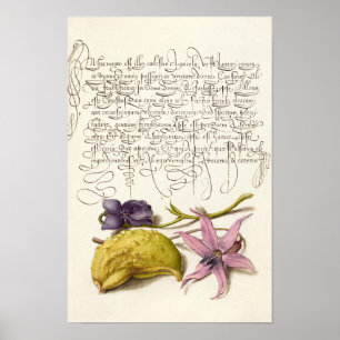 Poster Ilustração botânica da caligrafia antiga em saf