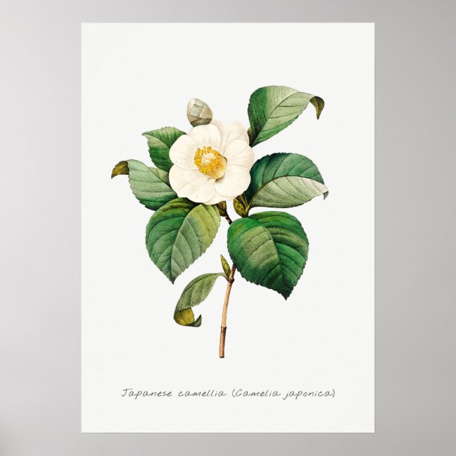Poster Ilustração Botânica da Camellia Japonesa Vintage (Frente)