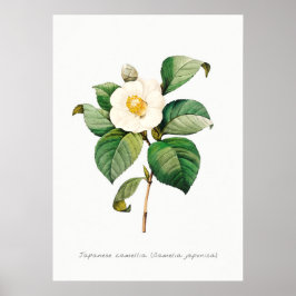 Poster Ilustração Botânica da Camellia Japonesa Vintage