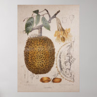 ilustração botânica da fruta durian
