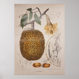 Poster ilustração botânica da fruta durian