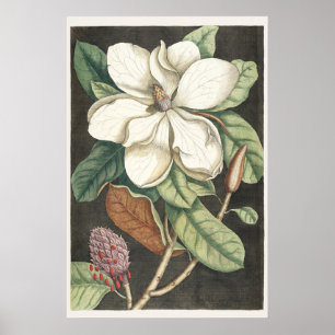 Poster Ilustração Botânica da Magnólia Vintage de Catesby