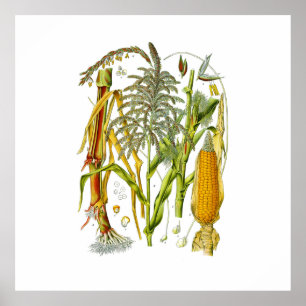 Poster Ilustração botânica da planta de milho