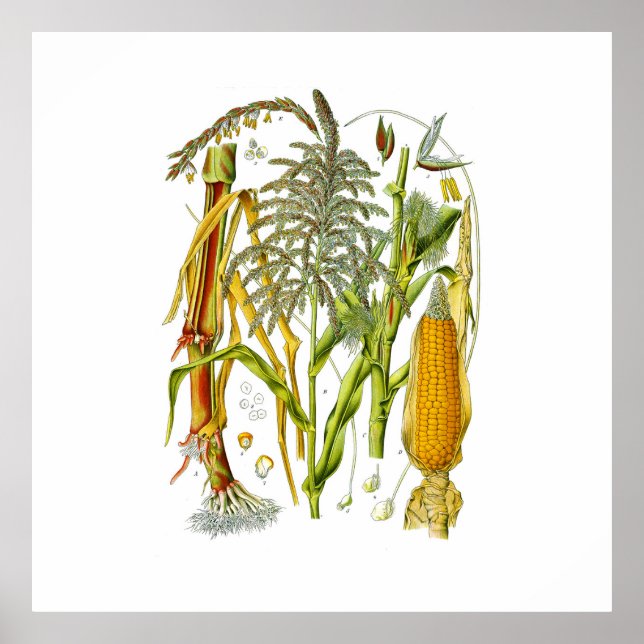 Poster Ilustração botânica da planta de milho (Frente)