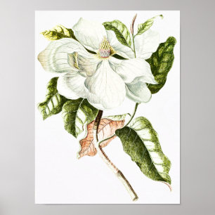 Póster Ilustração Botânica da Vintage Magnolia