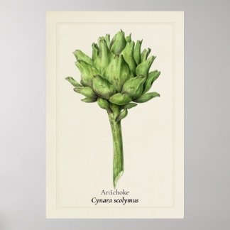 Poster Ilustração Botânica de Alcachofra Antiga | Cozinha