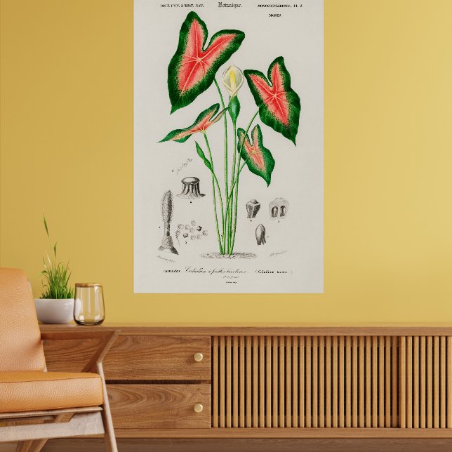 Poster Ilustração Botânica de Caládio (Sala de Estar 2)