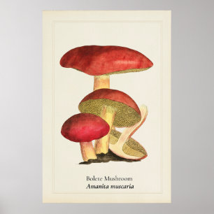 Poster Ilustração Botânica de Cogumelo de Tampa Vermelha
