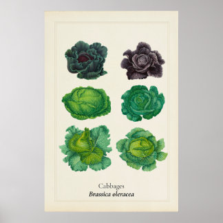 Poster Ilustração Botânica de Couve Antiga em Arte de Par
