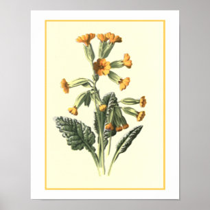 Poster Ilustração botânica de "Cowslip"