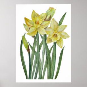 Poster Ilustração Botânica de Daffodils Amarelos de Aquar