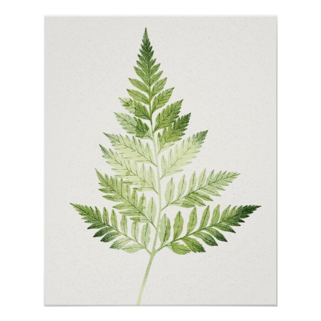 Póster Ilustração Botânica de Fern Verde Minimalista (Frente)