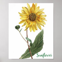 Ilustração Botânica de Girassol Floral