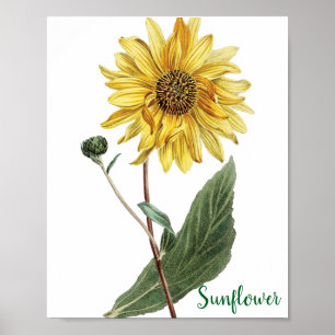 Poster Ilustração Botânica de Girassol Floral
