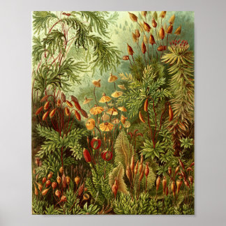 Poster Ilustração Botânica de Musgos Antigos