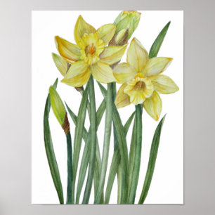 Poster Ilustração Botânica de Narcisos Amarelos em Aquare