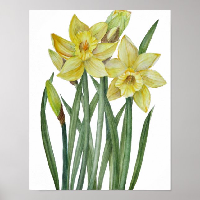 Poster Ilustração Botânica de Narcisos Amarelos em Aquare (Frente)