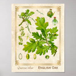 Poster Ilustração Botânica de Oak de Arte Vintage