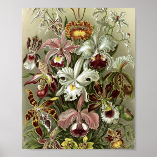Poster Ilustração Botânica de Orquídeas Vintage