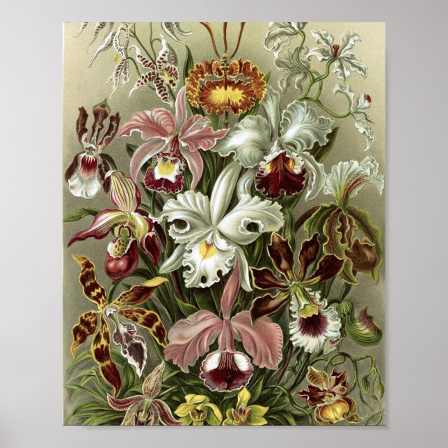 Poster Ilustração Botânica de Orquídeas Vintage (Frente)