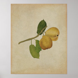 Poster Ilustração Botânica de Pear Amarelo Vintage